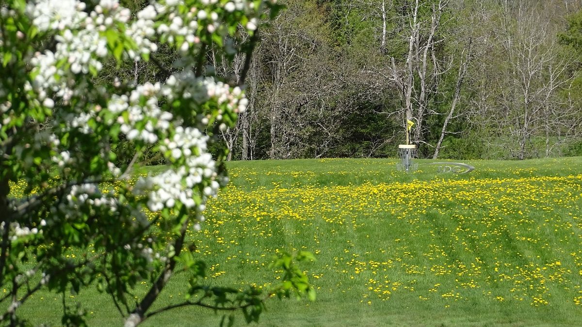 Rolling fields of dandelions as spring has sprung on the Eagle Course.